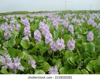 Water Hyacinth (Kachuripana) Bangladesh Nature