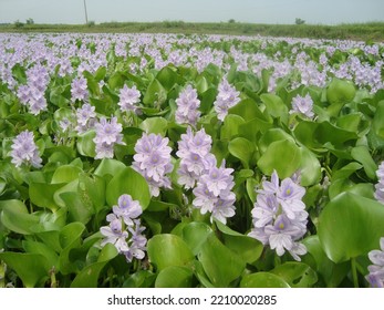 Water Hyacinth (Kachuripana) Bangladesh Nature