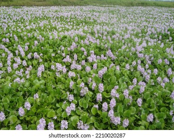 Water Hyacinth (Kachuripana) Bangladesh Nature