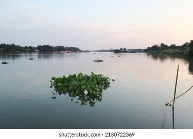 Water hyacinth plants and foam box waste floating on hyacinth in river blur nature background. Concept, Water pollution Environment pollution global warming trash foam non-biodegradable. text space