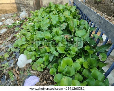 Water hyacinth (Pontederia crassipes or Eichornia crassipes) is a type of floating aquatic plant. Known by other names such as Kelipuk, Ringgak, Ilung-ilung, Tumpe.