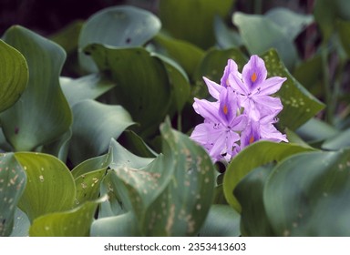 Water hyacinth, Pontederia crassipes, is a freshwater aquatic plant native to South America. It is  a highly invasive plant in many countries because it grows rapidly and threatens native vegetation. - Shutterstock ID 2353413603