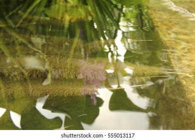 Water Hyacinth Roots.