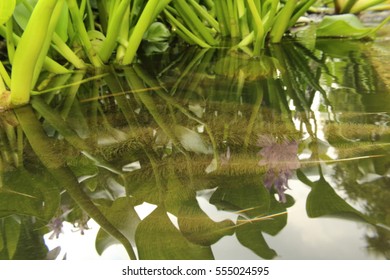 Water Hyacinth Roots.