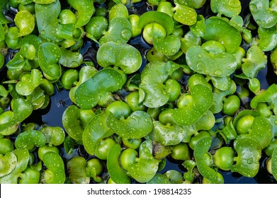 Water Hyacinth A Tropical Invasive Species Of Water Plant