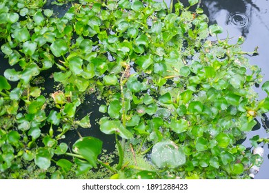 Water Hyacinth For Wastewater Nutrient Recovery.