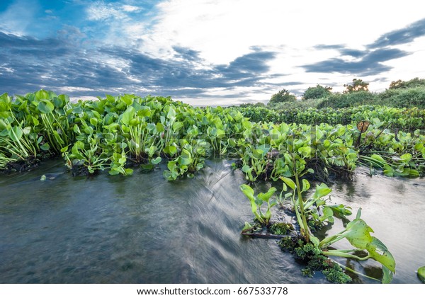 Water hyacinth weed blocking\
water flow. Cause flooding. Shallow water sources and water\
pollution.