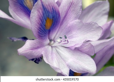 Water hyacinth's pretty blue flwoer closeup (Eichhornia crassipes)