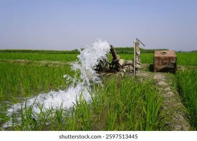 Water irrigation in paddy fields involves controlled flooding or continuous water supply to ensure optimal growth of rice, maintaining soil moisture and preventing drought stress.