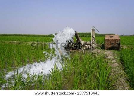 Water irrigation in paddy fields involves controlled flooding or continuous water supply to ensure optimal growth of rice, maintaining soil moisture and preventing drought stress.