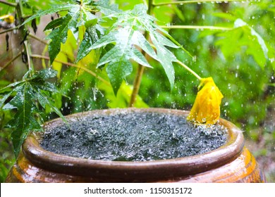 Water Jar In The Rainday