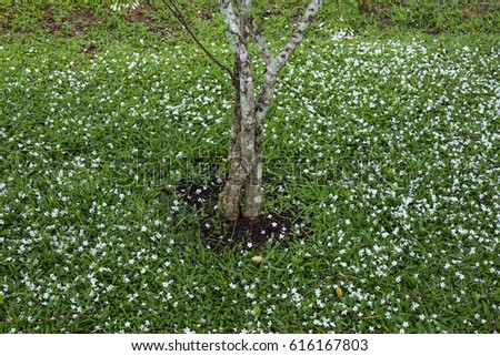 Similar – Waldstück Umwelt Natur