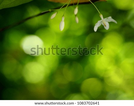 Similar – Wild white flowers lily of the valley