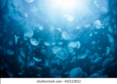 Water Jelly