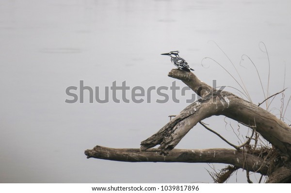 Water\
kingfisher on a tree trunk at the\
riverside