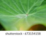 Water in leaf