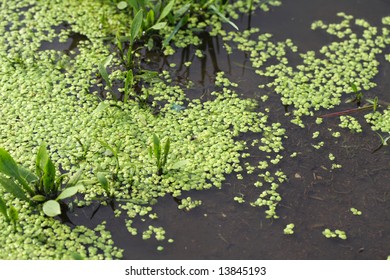 Water Lentil