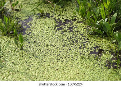 Water Lentil