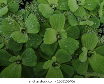 Water Lettuce Common Duckweed, Green Duckweed Plants For Waste Water Nutrient Recovery.