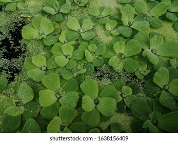 Water Lettuce Common Duckweed, Green Duckweed Plants For Waste Water Nutrient Recovery.