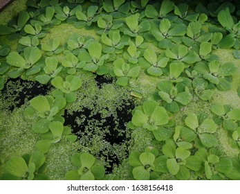 Water Lettuce Common Duckweed, Green Duckweed Plants For Waste Water Nutrient Recovery.