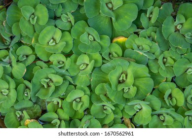 Water Lettuce Common Duckweed, Green Duckweed Plants For Waste Water Nutrient Recovery.