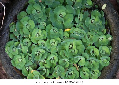 Water Lettuce Common Duckweed, Green Duckweed Plants For Waste Water Nutrient Recovery.