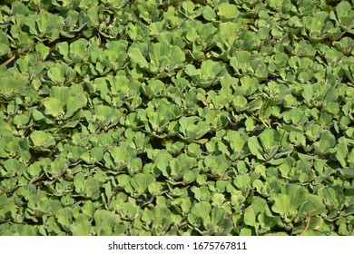 Water Lettuce Common Duckweed, Green Duckweed Plants For Waste Water Nutrient Recovery.The Water For Background Or Texture.