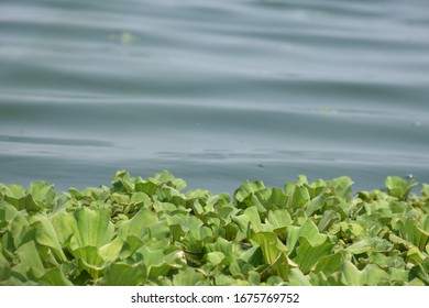 Water Lettuce Common Duckweed, Green Duckweed Plants For Waste Water Nutrient Recovery.and Water Wave For Background Or Texture.