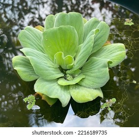 Water Lettuce Floating On A Pond