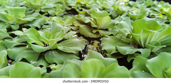 Water Lettuce For Home Gardening