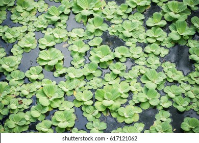 Water Lettuce Pattern