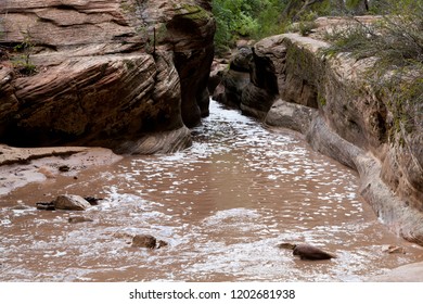 Water Level In Narrow Canyon Raised Rapidly With Unexpected Rain Went Thru. Zion National Park In Utah