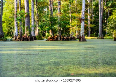 Water Level View Of Bald Cypress Tree Extending Out Of Swamp Water