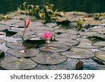 Water lilies are blooming in Van Long lagoon, Ninh Binh