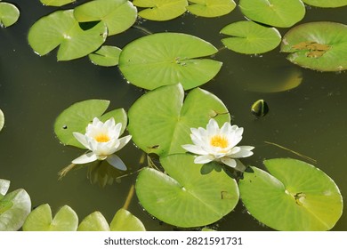Water lilies float on the surface of a pond. The white flowers and green leaves spread across the dark water. Sunlight brightens the scene showing natures beauty.