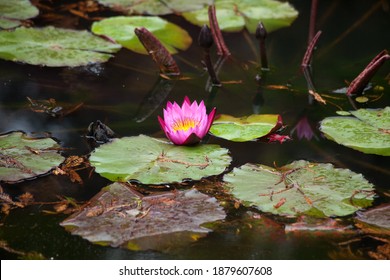 Water Lilies Floating Quiet Pond Stock Photo 1879607608 | Shutterstock