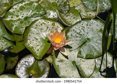 Water Lilies At The Getty Villa In LA