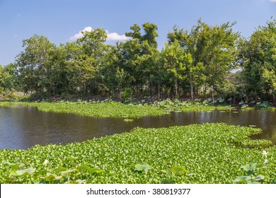 Water Lilies, Grass, Trees And Other Vegetation In Brazos Bend State Park Near Houston, Texas