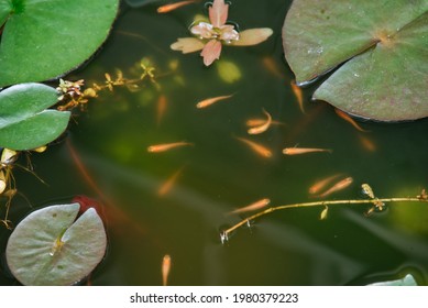 Water Lilies And Killifish
