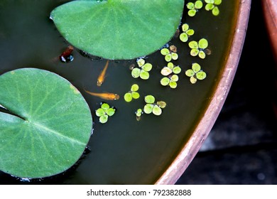 Water Lilies And Killifish