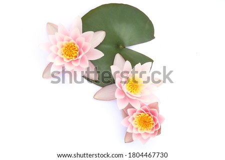 Water lilies with a leaves isolated on white background. Lotus flowers blooming, top view.