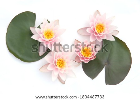 Water lilies with a leaves isolated on white background. Lotus flowers blooming, top view.