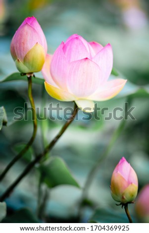 Similar – Magnolienzweige mit Magnolienblüten