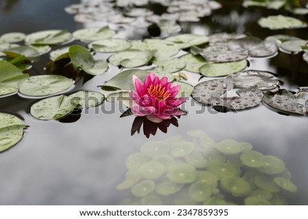 Water lilies are more than pretty plants. They also contribute to pond health. By covering the water's surface, they shade the water and keep it cooler, which helps control algae that thrive in heat.