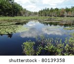  Water lilies in New Engand marsh near Long Pond,Mount Desert Island, Acadia National park, Maine