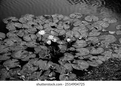 Water lilies, Nymphaeaceae is a family of flowering plants, commonly called water lilies. Flowers and leaves floating on pond water. Beautiful nature in monochrome, black and white landscape, India. - Powered by Shutterstock