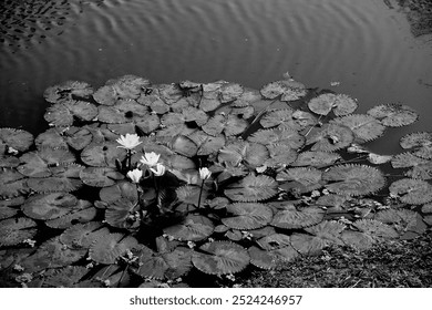 Water lilies, Nymphaeaceae is a family of flowering plants, commonly called water lilies. Flowers and leaves floating on pond water. Beautiful nature in monochrome, black and white landscape, India. - Powered by Shutterstock