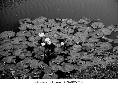 Water lilies, Nymphaeaceae is a family of flowering plants, commonly called water lilies. Flowers and leaves floating on pond water. Beautiful nature in monochrome, black and white landscape, India. - Powered by Shutterstock