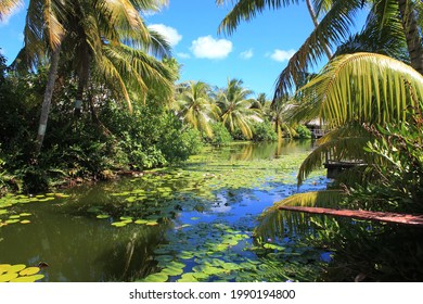 Water Lilies On The Lake In Huahine